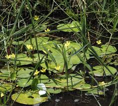Image result for Nymphoides milnei