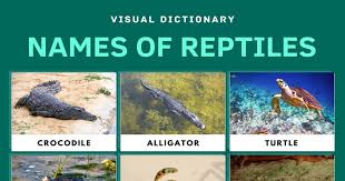 Reptiles first appeared around 300 million years. Reptiles List Of Reptiles With Facts Pictures Types Of Reptiles 7esl