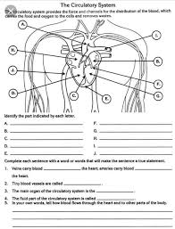 Pin By Michelle Sankale On Anatomy Worksheets In 2020 Circulatory System Circulatory System For Kids Human Body Systems