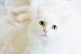 Ruyada Beyaz Kedi Gormek Ruya Ansiklopedisi