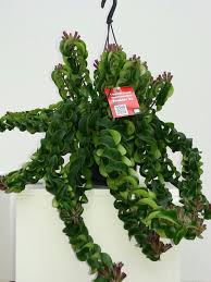 Twisted lipstick plant (aeschynanthus 'rasta') a wonderful subject for a hanging basket and a resilient grower inside the house, 'rasta' takes low light and a dry atmosphere and still thrives. Pin On Aeschynanthus Lipstick Plant
