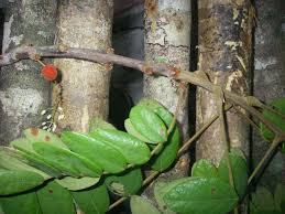 Image result for Cnestis polyphylla