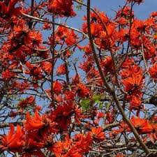 Image result for Erythrina afra