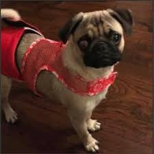 Check out our fantastic pug puppies for sale, from the finest breeders, and you can't help but fall in. Pughearts Of Houston Pug Rescue Home Facebook