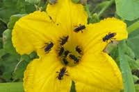 How do bees help pumpkin plants. Bees And Crop Plants Public Relations