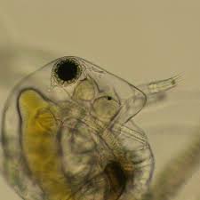 Image result for Sida chrysantha