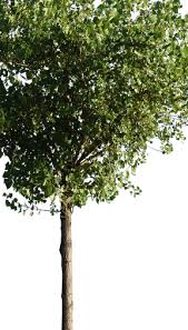 Image result for Populus ×  canescens