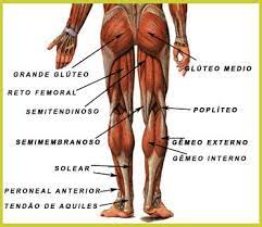 pin on estudo biologia