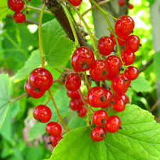Johannisbeeren Pflanzen Pflegen In 2020 Johannisbeeren Pflanzen Beeren Obstbusche