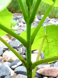 The tropical tree can be planted in full sun to partial shade. Catalpa Bignonioides News From Rockcliff Farm