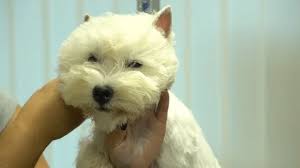 Welcome to pampered pets grooming llc in blacksburg, va. Pampered Pet Stock Video Footage Royalty Free Pampered Pet Videos Pond5