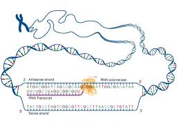 Genetic information is passed from dna to rna through a process called transcription. Fact Sheet Dna Rna Protein Microbenet The Microbiology Of The Built Environment Network