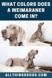 Weimaraner Colors Dog Breeds Weimaraner Weimaraner Dogs
