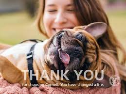 CUHA Thank You Brochure 2017 by Cornell University College of Veterinary  Medicine