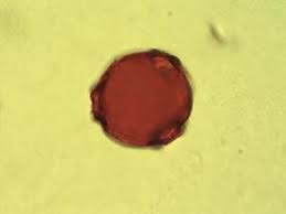 Image result for Landolphia