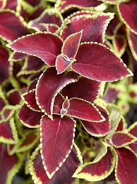 Byron, henry morgan hand, k22 monastic. Coleus Shade Loving With Edged Leaf Garden Ideas Outdoor Decor