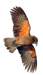 Odyssey Birds Of A Feather Location Kea Bird Drawing New Zealand Google Zoeken Bird Drawings Beautiful Birds Birds Flying