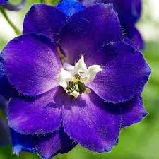 July Birth Flower Larkspur Flower Birth Month Flowers July Birth Flower
