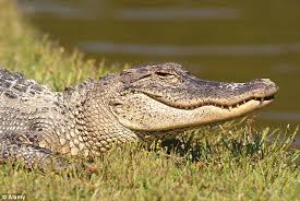Indiana County Troopers Looking For Pair Of Stolen Alligators Worth $2K