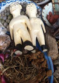 Image result for Heisteria zimmereri