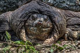 To best identify the turtle species, strictly follow the steps. Five Fun Facts About Snapping Turtles In Indiana