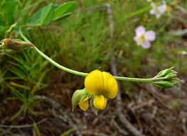 Image result for Crotalaria recta