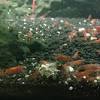 I will explain how i deal with planaria in sensitive shrimp tanks as well as how i eradicate the pest snails which unexpectedly creep up on our tanks. Https Encrypted Tbn0 Gstatic Com Images Q Tbn And9gcrsbdnf0ka 2rkymhx2fknwvne5eiwlabagt3ps7f4ktogepk89 Usqp Cau
