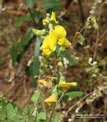 Image result for Crotalaria senegalensis