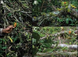 Image result for Calyptrochilum