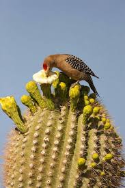 Yellow Birds Of Arizona Desert Pin By Jean Pierre Coenen On Vehiculo Desert Animals Woodpecker Arizona Birds