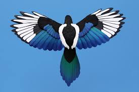 Magpies are a group of birds in the corvidae, or crow, family. European Magpie Domestika