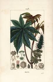 Image result for Ricinus communis
