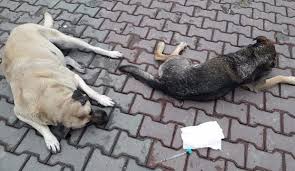 Eyup Belediyesi Kopekleri Neden Topluyor Yasam