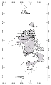 Image result for Agelanthus toroensis