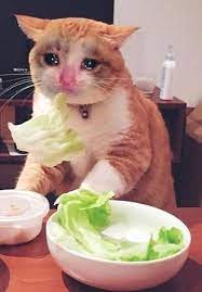 Pin Di Amir Hamzah Su Funny Memes Foto Di Animali Divertenti Foto Di Animali Buffi Gattini Divertenti