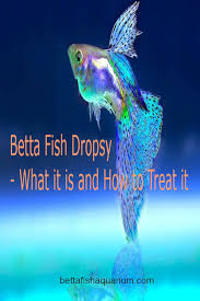 Betta Fish Dropsy What It Is And How To Treat It Betta Fish Betta Fish Care Betta