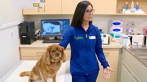 Hours may change under current circumstances Getting A Second Opinion On Pet X Rays Virtually Wthr Com