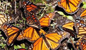 Viaje A Mariposa Monarca Y Valle De Bravo Viajes Y Excursiones Tour Sin Limites