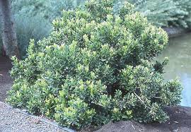 Image result for Hypertelis umbellata