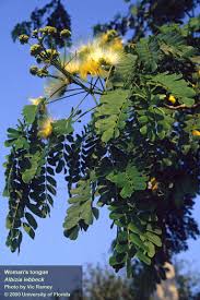 Image result for Albizia lebbeck