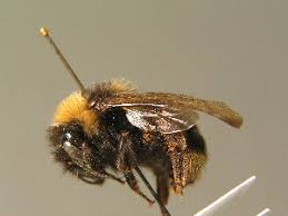 Image result for Bombus sporadicus