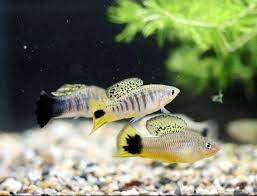 Genetic Origins Of Hybrid Dysfunction