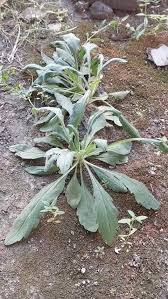 Image result for Erigeron sumatrensis