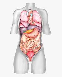Although a woman's external genitals are commonly referred to as the vagina, the vagina is actually one of several organs that comprise this section of a woman's body. Female Body Organ Diagram Visceral Organs Hd Png Download Transparent Png Image Pngitem