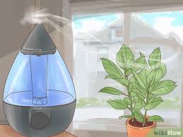 This video is a step by step guide showing you how to keep your fiddle leaf fig happy and healthy. How To Care For Ficus 10 Steps With Pictures Wikihow