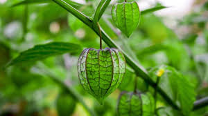 Gambar 3.2 benih ciplukan dan bibit usia 2 minggu. 9 Manfaat Buah Ciplukan Untuk Kecantikan Jaga Kesehatan Kulit Hot Liputan6 Com