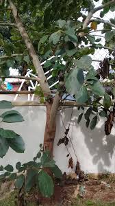 Image result for Cordia africana