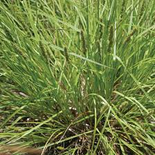 Image result for Carex angolensis