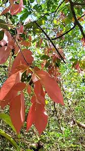 Image result for Cynometra alexandri