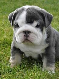 Find local english bulldog puppies for sale and dogs for adoption near you. Black And White Baby Bulldog Cute Animals Baby Animals Cute Dogs